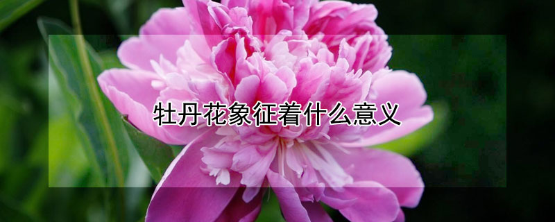 牡丹花象征著什么意義（牡丹花象征著什么意義的作文200字）