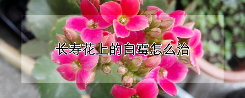 长寿花上的白霉怎么治（长寿花花叶长白霉菌怎么办）