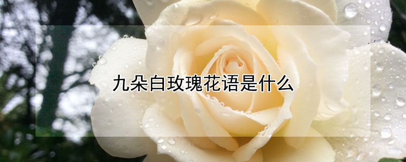 九朵白玫瑰花語是什么（九朵白玫瑰的花語）