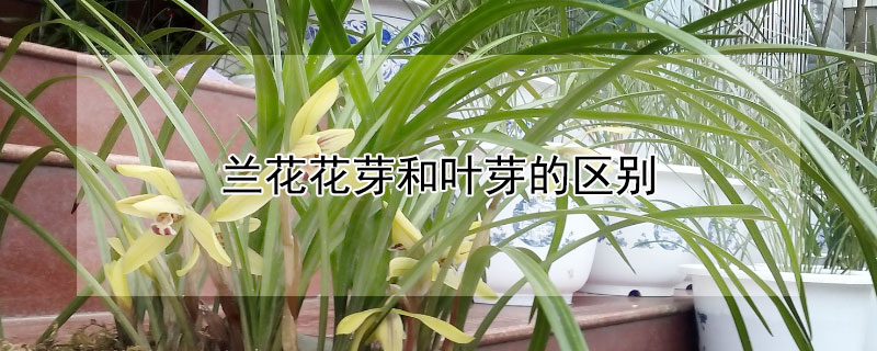 兰花花芽和叶芽的区别 兰花花芽什么样