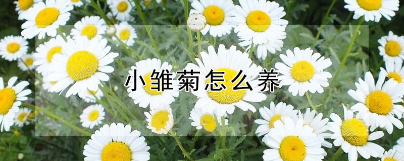 小雏菊怎么养 夏天小雏菊怎么养