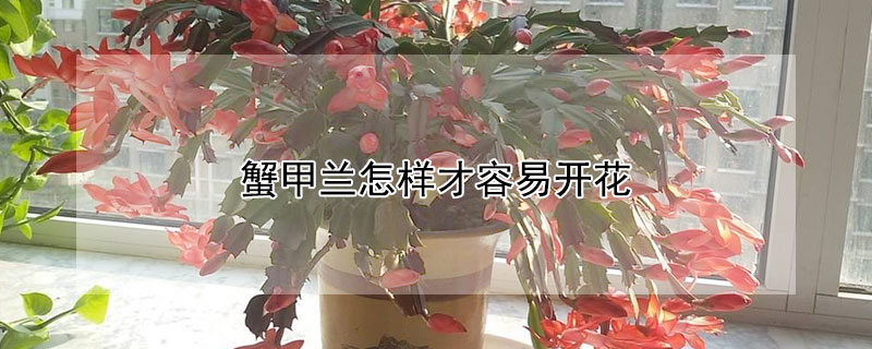 蟹甲兰怎样才容易开花（蟹爪兰什么时候开花）