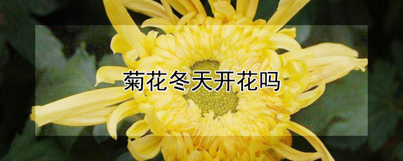 菊花冬天開花嗎（菊花在夏天開花嗎）