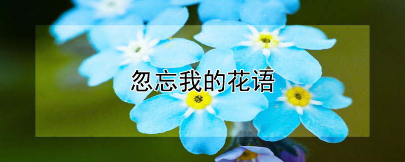 忽忘我的花語(yǔ)（忽忘我的花語(yǔ)圖片）