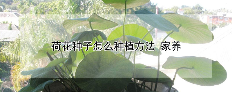 荷花种子怎么种植方法（荷花种子怎么种植方法视频）