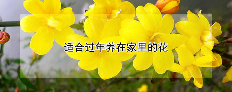 適合過年養(yǎng)在家里的花 春節(jié)適合在家養(yǎng)的花