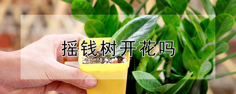 摇钱树开花吗（摇钱树开什么花）