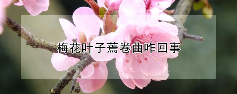 梅花葉子蔫卷曲咋回事（梅花葉子卷曲怎么辦）