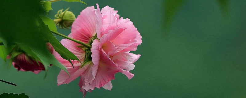 芙蓉花是哪里的市花（芙蓉花哪里多）