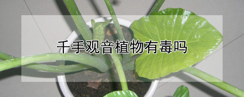 千手觀音植物有毒嗎 千手觀音植物有毒嗎?