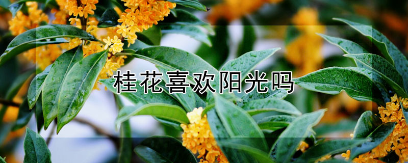 桂花喜歡陽光嗎 桂花是否喜歡陽光