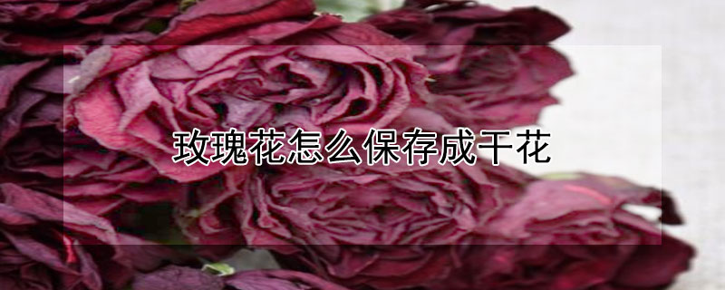 玫瑰花怎么保存成干花 玫瑰花怎么保存成干花需要多久