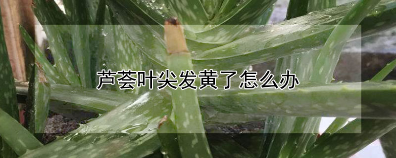 芦荟叶尖发黄了怎么办（芦荟叶尖黄了怎么回事）