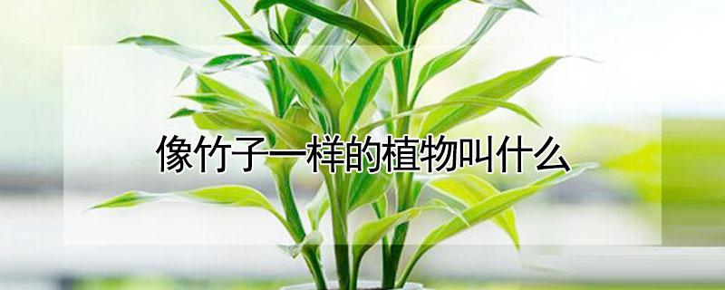 像竹子一样的植物叫什么（像竹子一样的植物叫什么可以吃）