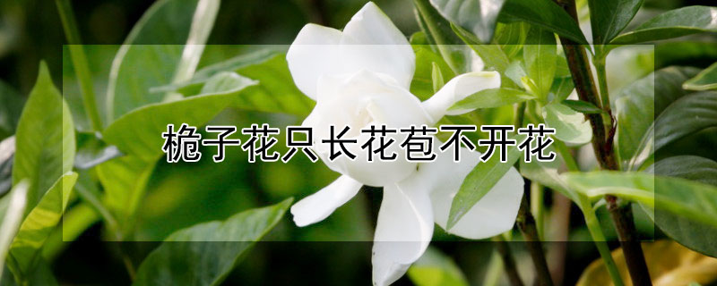 桅子花只长花苞不开花 桅子花不开花的原因