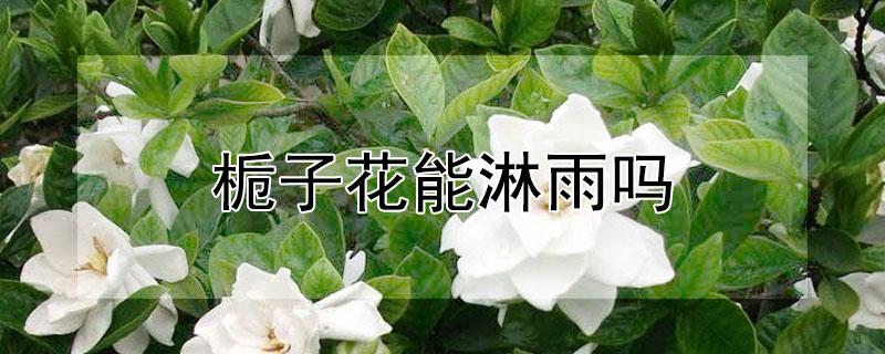 栀子花能淋雨吗（栀子花能淋雨水吗）