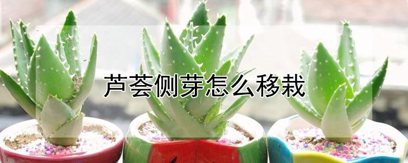 芦荟侧芽怎么移栽 芦荟侧芽怎么移栽视频