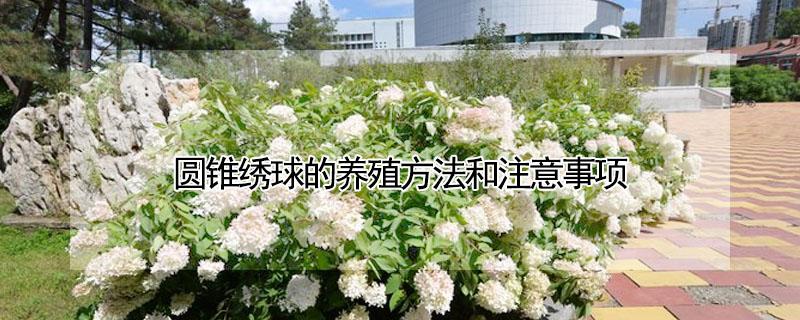 圆锥绣球的养殖方法和注意事项（圆锥绣球的种植方法）