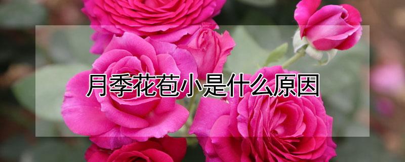 月季花苞小是什么原因 月季花苞多但花太小