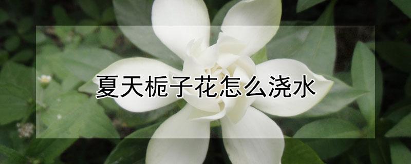 夏天栀子花怎么浇水（夏季栀子花怎么浇水）