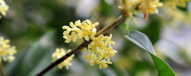 桂花可以水培发根吗（桂花可以水培生根吗）