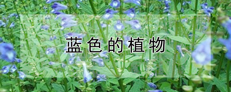 藍色的植物（為什么很少有藍色的植物）