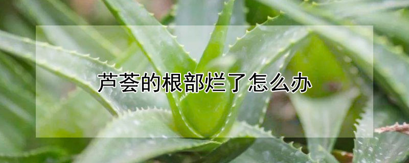 芦荟的根部烂了怎么办 芦荟的根子烂了,该怎么办?