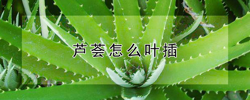 芦荟怎么叶插 芦荟叶怎么扦插