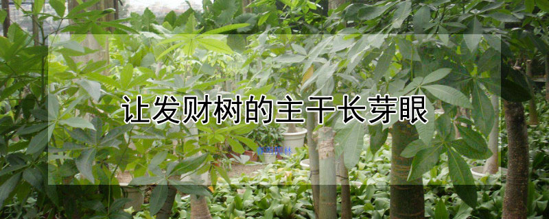 让发财树的主干长芽眼（发财树的芽眼长什么样子）