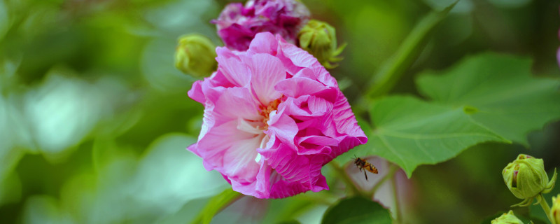 芙蓉花会结果吗（芙蓉花花期长吗）