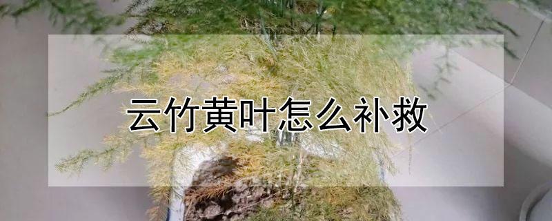 云竹黄叶怎么补救（云竹叶子发黄还能补救回来吗）