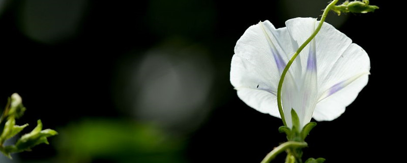 牵牛花冬天在室外根能冻死吗 牵牛花在室外能过冬吗