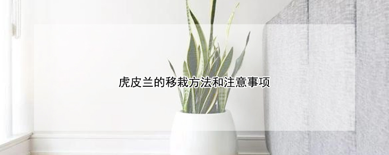 虎皮兰的移栽方法和注意事项 虎皮兰移栽方法及移植注意事项