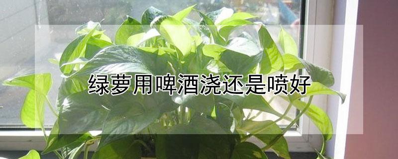 绿萝用啤酒浇还是喷好 用啤酒喷绿萝好吗