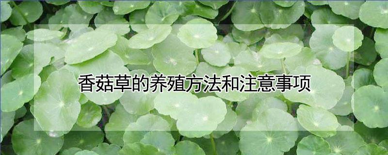 香菇草的养殖方法和注意事项（香菇草可以养在室内吗）