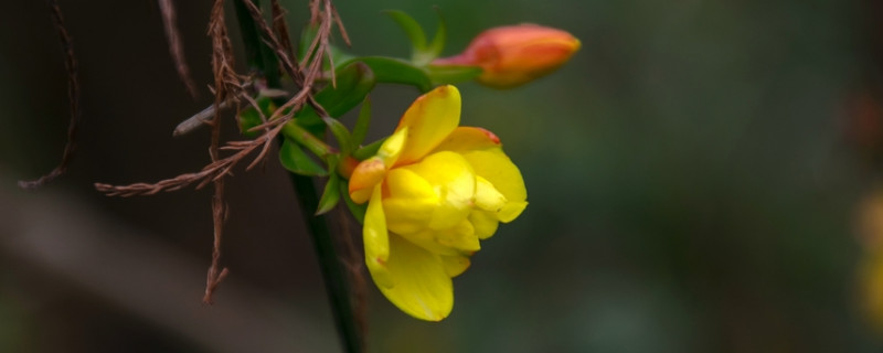 迎春花秋季需要控水吗（迎春花花期怎么浇水）