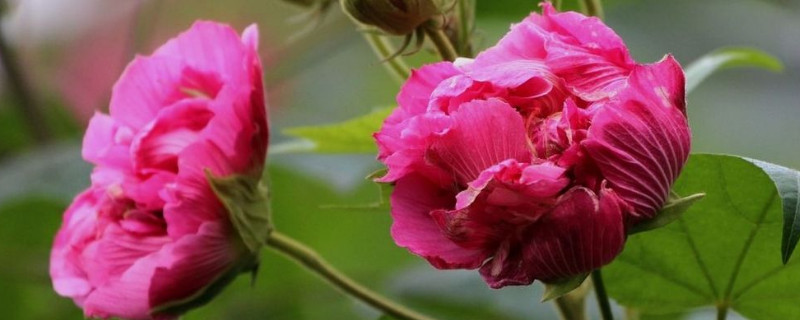 芙蓉花水培多长时间生根 芙蓉花水培能不能栽活