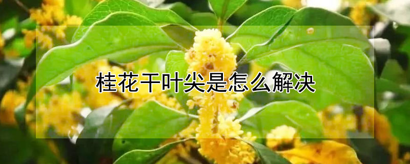 桂花干葉尖是怎么解決 桂花干葉尖是怎么辦