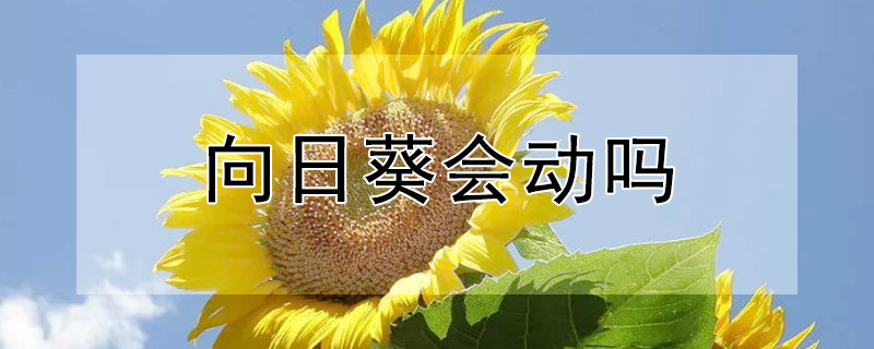 向日葵会动吗 向日葵会动吗给我看头