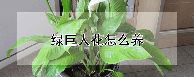 绿巨人花怎么养 绿巨人植物怎么养