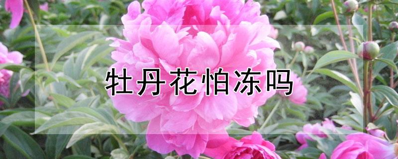 牡丹花怕冻吗（牡丹花怕冻吗?）