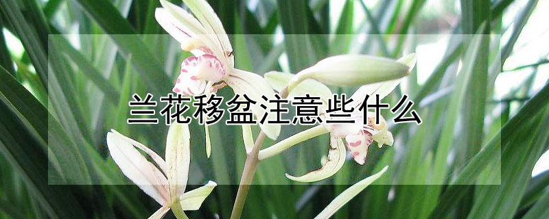 蘭花移盆注意些什么（蘭花移盆需要注意什么）