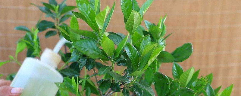 栀子花夏天需要每天浇水吗（栀子花夏季浇水）