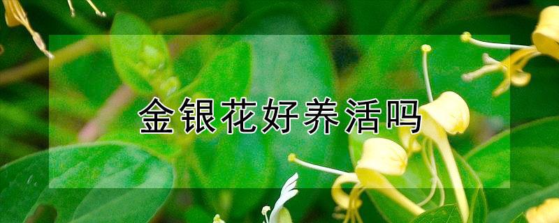 金银花好养活吗 金银花家养好吗