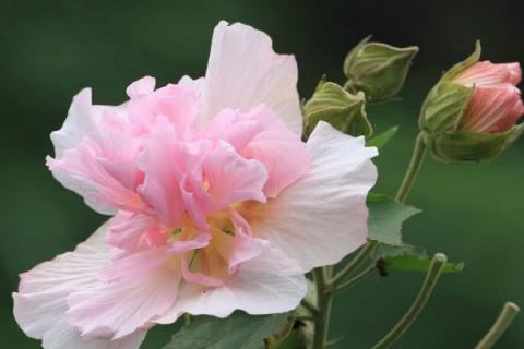 芙蓉花浇水怎么算浇透