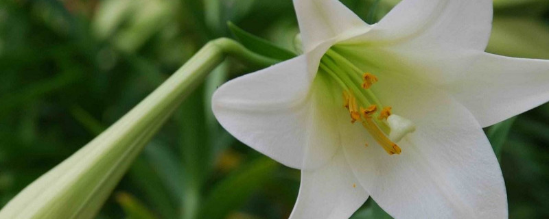 百合花夏天怎么管理 百合花夏季管理