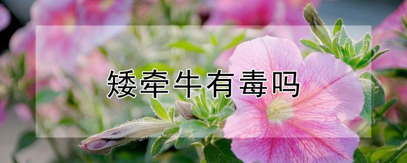 矮牵牛有毒吗 重瓣矮牵牛有毒吗