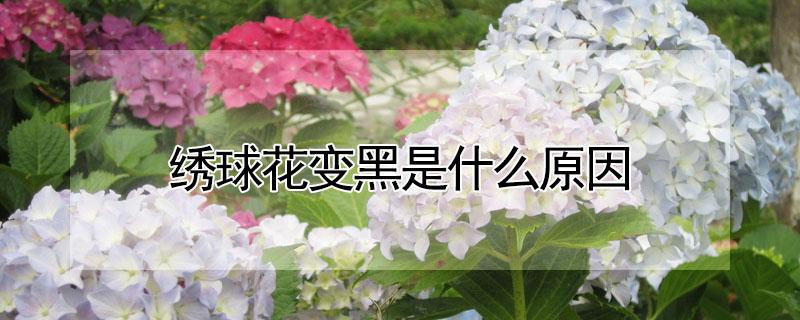 绣球花变黑是什么原因 绣球花朵变黑什么原因