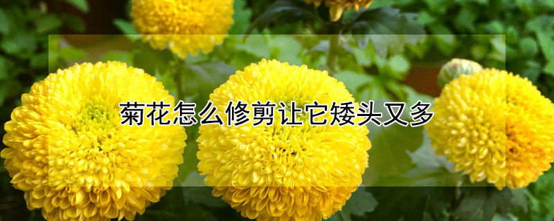 菊花怎么修剪让它矮头又多 菊花8月份怎么修剪让它矮头又多