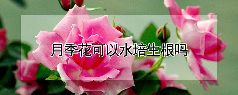 月季花可以水培生根吗 月季花怎样水培生根发芽